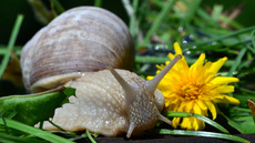 Weinbergschnecke_ (6).jpg